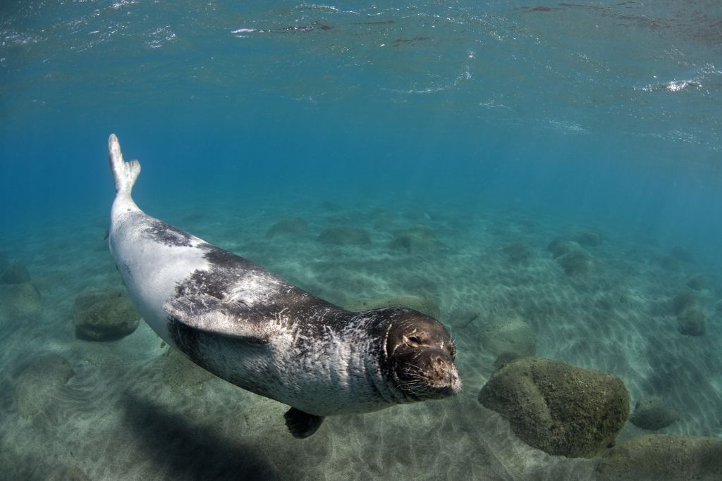 Large male Mediterranean Monk seal (Monachus monachus) Deserta Grande, Desertas Islands, Madeira, Portugal, August 2009, Critically endangered species